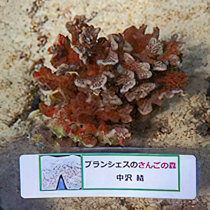 2021年1月に植樹されたサンゴ