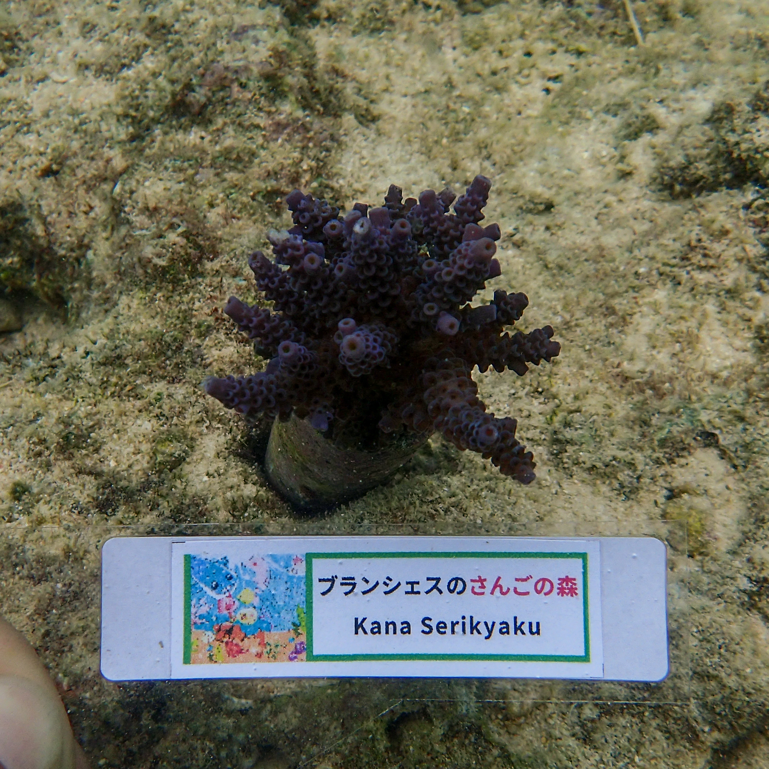 2023年11月10日に植樹されたサンゴ