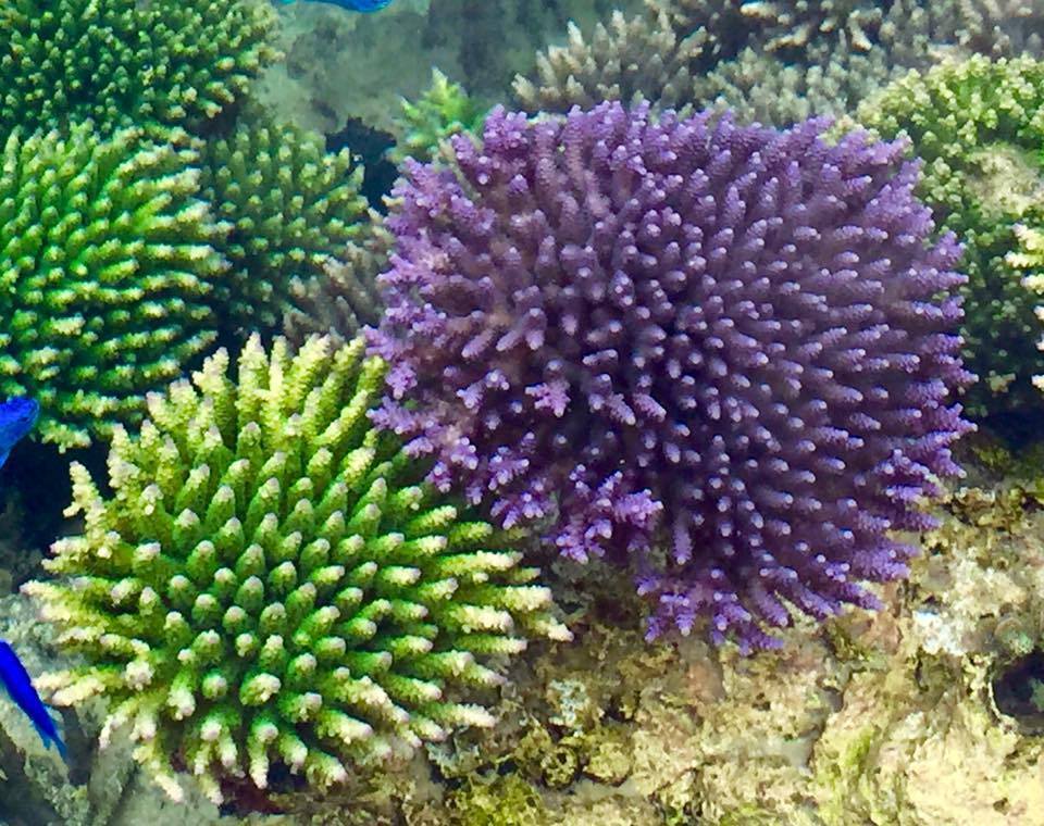 サンゴ礁再生活動画像3