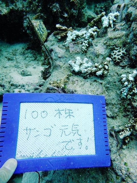 100株目は元気です。水中スレート