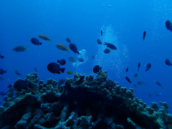 サンゴ礁と魚の群れ