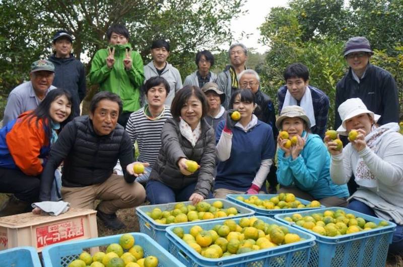 気仙沼でのゆず収穫