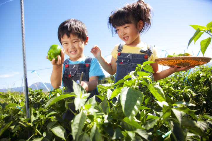 収穫体験をする子どもたち