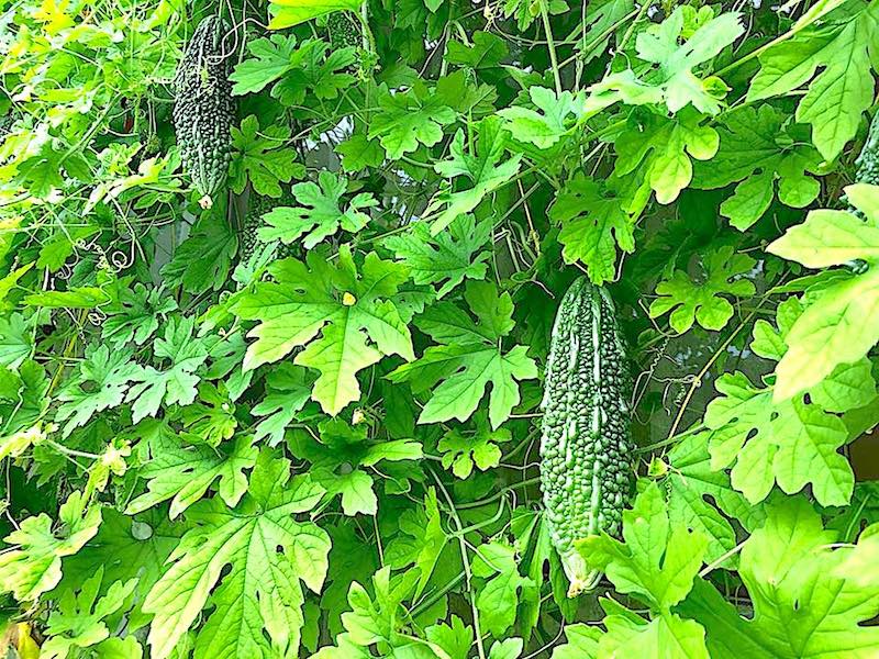 生のまま頂く ゴーヤの胡麻和え シャキシャキ美味しく健康的 ママと子どもの食育レシピ 子供服のブランシェス Branshesコーポレートサイト