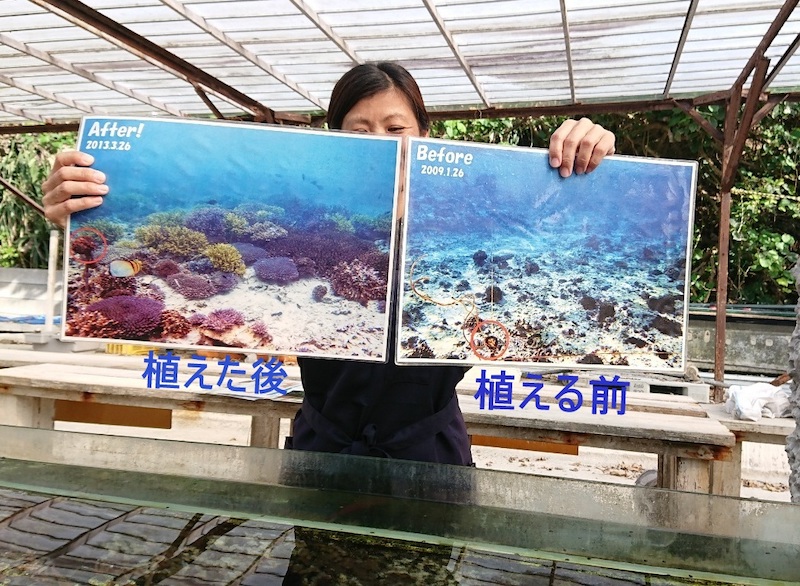 植える前、植えた後