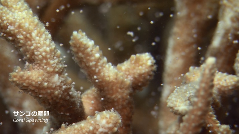 海の生き物