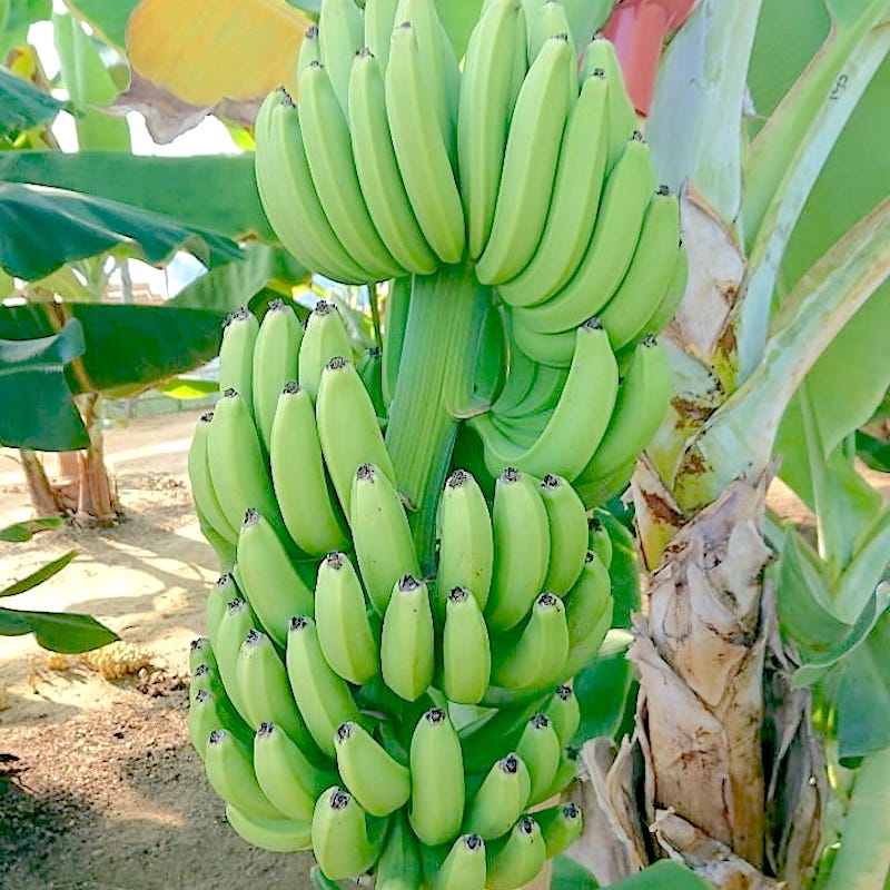 広野町バナナ園のモンキーバナナ