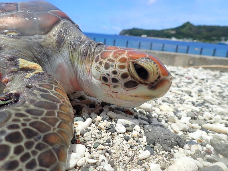 子ガメ３頭目＿顔