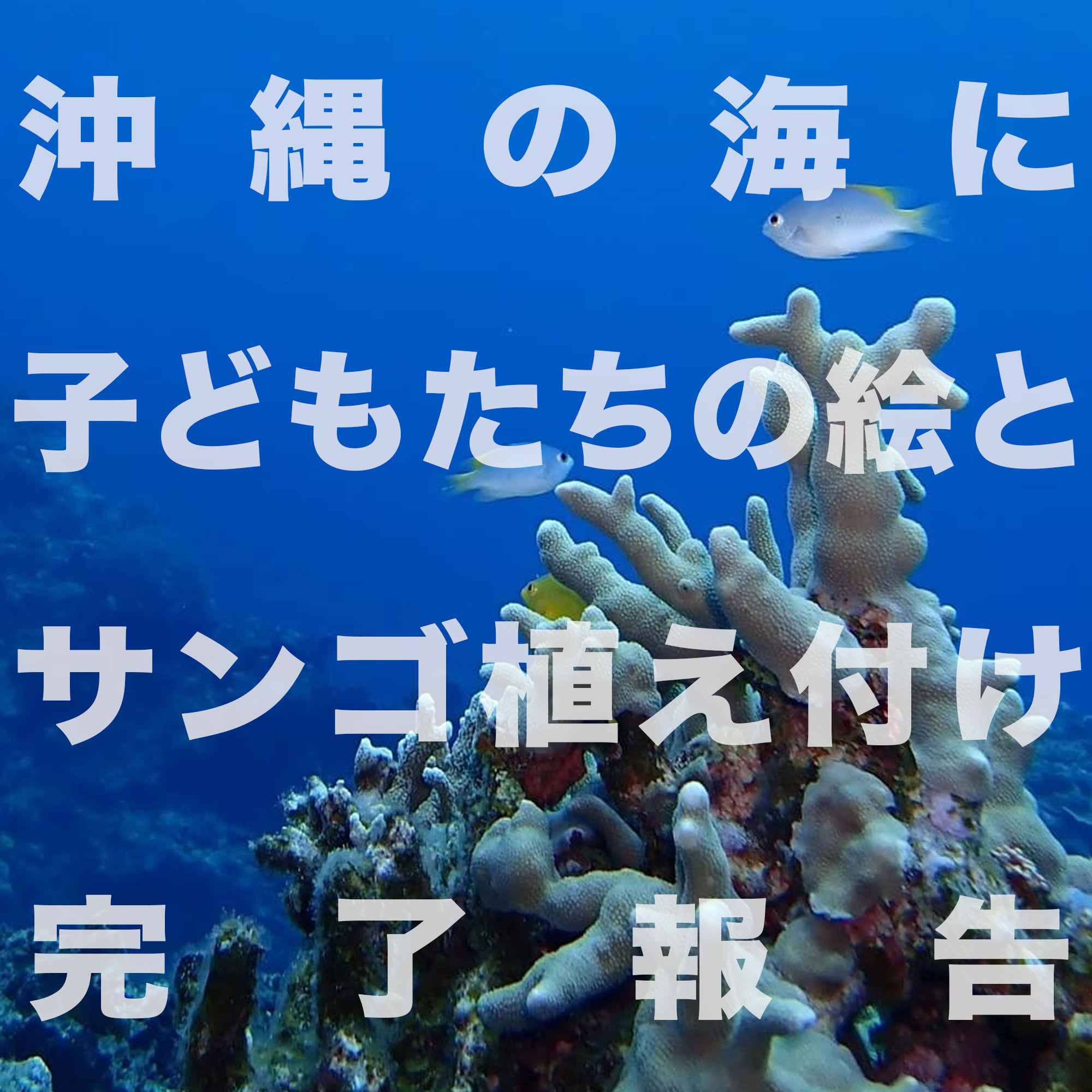 サンゴ植え付け完了