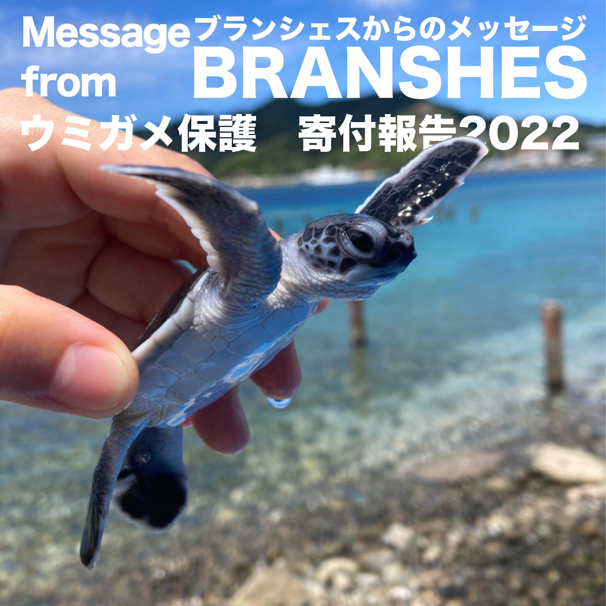 ウミガメ保護　寄付報告2022